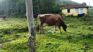 zebu gado, zebuino, estão a resultado do cruzando entre a guzera, gir e nelore video