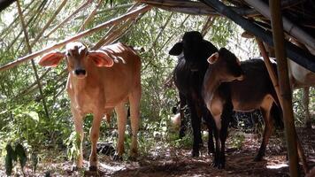 Zebu cattle, Zebuino, are the result of crossing between the Guzera, Gir and Nellore video