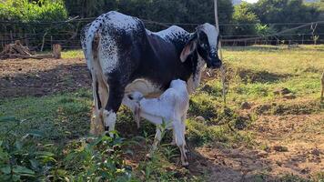 Zebu cattle, Zebuino, are the result of crossing between the Guzera, Gir and Nellore video