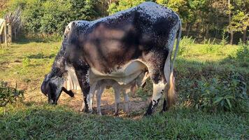 Zebu cattle, Zebuino, are the result of crossing between the Guzera, Gir and Nellore video