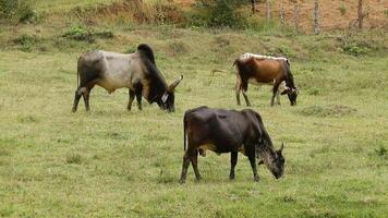 Zebu cattle, Zebuino, are the result of crossing between the Guzera, Gir and Nellore video