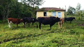 Zebu cattle, Zebuino, are the result of crossing between the Guzera, Gir and Nellore video