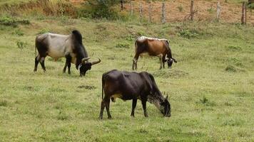 Zebu cattle, Zebuino, are the result of crossing between the Guzera, Gir and Nellore video