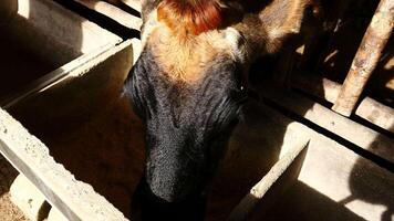 Zebu cattle, Zebuino, are the result of crossing between the Guzera, Gir and Nellore video