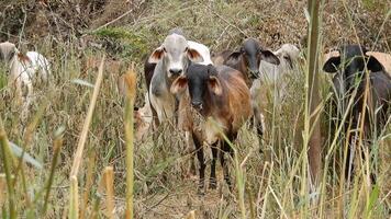 Zebu cattle, Zebuino, are the result of crossing between the Guzera, Gir and Nellore video