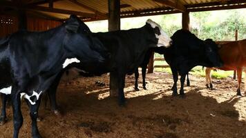 Zebu cattle, Zebuino, are the result of crossing between the Guzera, Gir and Nellore video