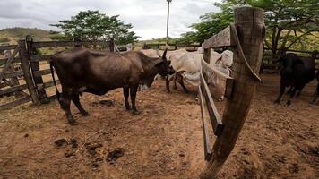 zebu gado, zebuino, estão a resultado do cruzando entre a guzera, gir e nelore video