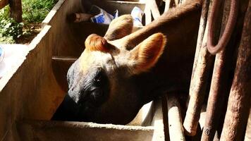 Zebu cattle, Zebuino, are the result of crossing between the Guzera, Gir and Nellore video