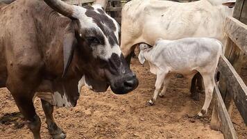 Zebu cattle, Zebuino, are the result of crossing between the Guzera, Gir and Nellore video