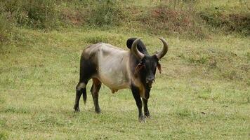Zebu cattle, Zebuino, are the result of crossing between the Guzera, Gir and Nellore video