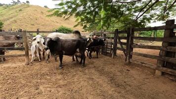 Zebu cattle, Zebuino, are the result of crossing between the Guzera, Gir and Nellore video