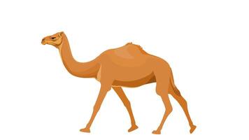 Camel walk cycle animation, seamless loop animation transparent background video