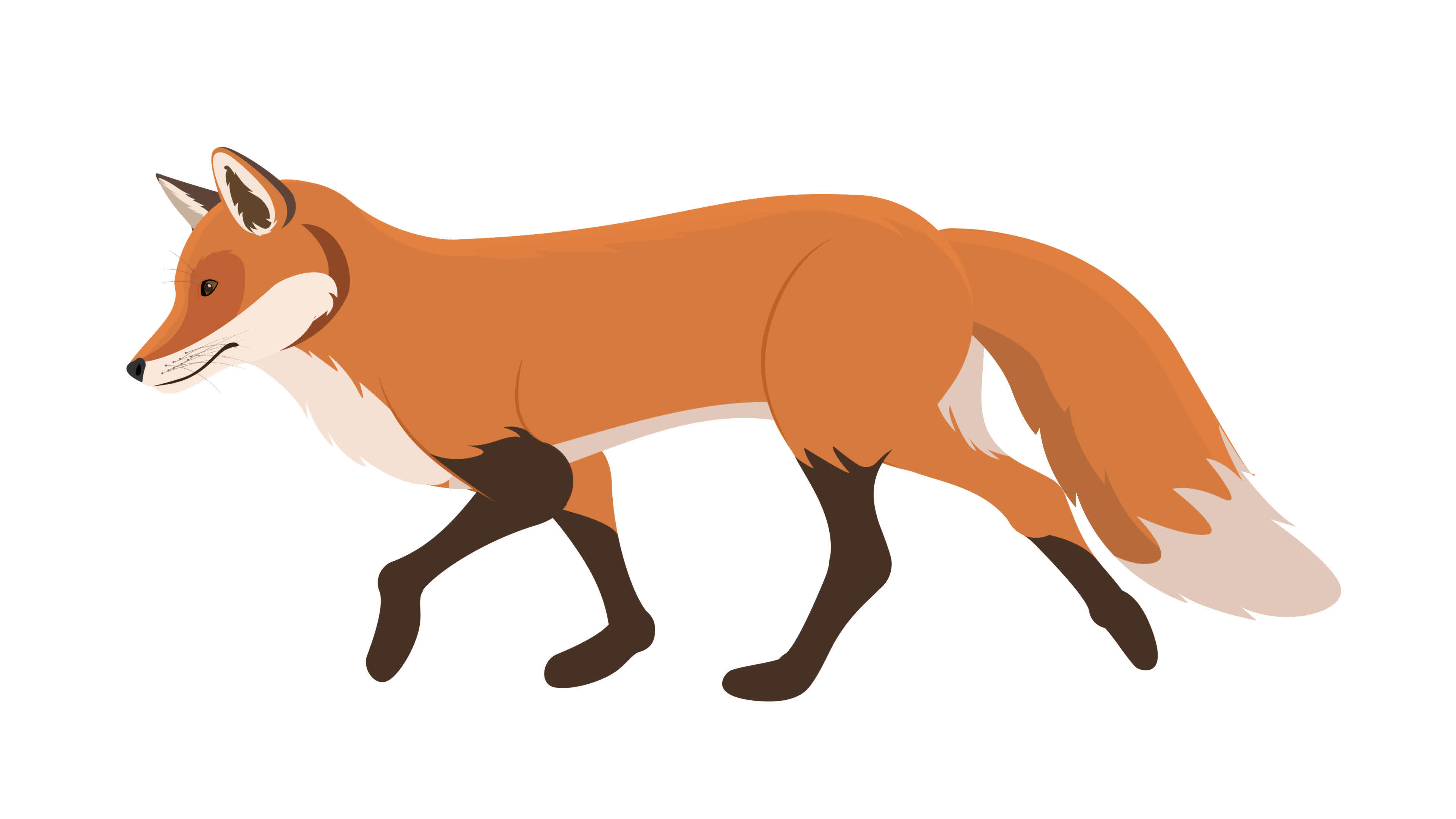 Fox Walking Animation, cycle animation, 2D loop animation on