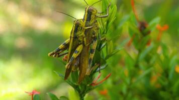 Close-up view of grasshopper mating on green leaves. Blurry background video