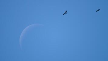 Big moon and birds silhouettes Black birds fly in the sky. Bird migration background. Concept nature video