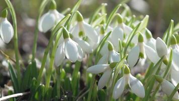Bee pollinates snowdrop during early spring in forest. Snowdrops, flower, spring. Honey bee, Apis mellifera visiting first snowdrops on early spring, signaling end of winter. Slow motion, close up video