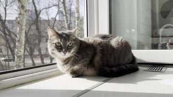 Gray cat with mesmerizing green eyes basks in the sunlight while lounging on a windowsill video