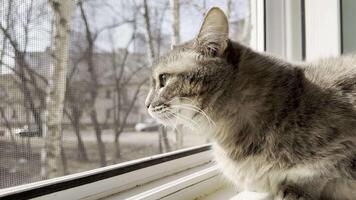 Serene gray cat reclines on a windowsill, its gaze fixed on the outside world video