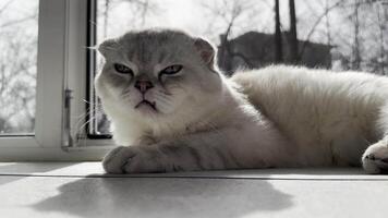 Scottish Fold white-gray color enjoying a peaceful nap on the windowsill in the sun's rays video