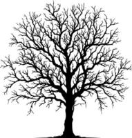 Silhouette of tree with branches without leaves vector