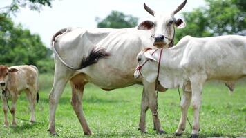 Beautiful footage of cows grazing in a lush field, enjoying the sunshine video