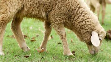 Sheep grazing in a green field, eating grass and looking at the viewer video