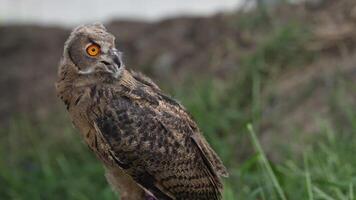 Eurasian Eagle Eagle-Owl living in nature. Predatory bird living in the right environment. Drill view of the bird. video