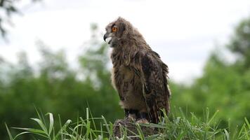 Eurasian Eagle Eagle-Owl living in nature. Predatory bird living in the right environment. Drill view of the bird. video
