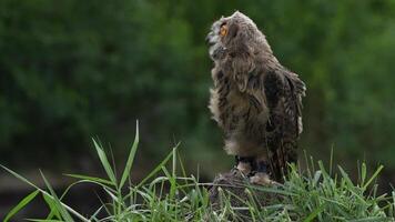 Eurasian Eagle Eagle-Owl living in nature. Predatory bird living in the right environment. Drill view of the bird. video