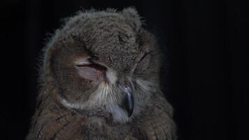 Eurasian Eagle Eagle-Owl living in nature. Predatory bird living in the right environment. Drill view of the bird. video