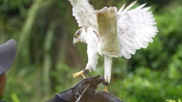 A close up of Goshawk and Sparrowhawk living in nature with a sharp beak and piercing eyes, perched against a natural. The bird's detailed feathers and commanding presence embody essence of wildlife. video