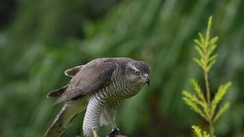 A close up of Goshawk and Sparrowhawk living in nature with a sharp beak and piercing eyes, perched against a natural. The bird's detailed feathers and commanding presence embody essence of wildlife. video