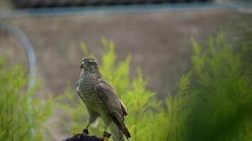 A close up of Goshawk and Sparrowhawk living in nature with a sharp beak and piercing eyes, perched against a natural. The bird's detailed feathers and commanding presence embody essence of wildlife. video