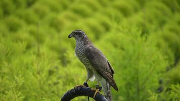 A close up of Goshawk and Sparrowhawk living in nature with a sharp beak and piercing eyes, perched against a natural. The bird's detailed feathers and commanding presence embody essence of wildlife. video