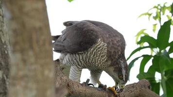 A close up of Goshawk and Sparrowhawk living in nature with a sharp beak and piercing eyes, perched against a natural. The bird's detailed feathers and commanding presence embody essence of wildlife. video