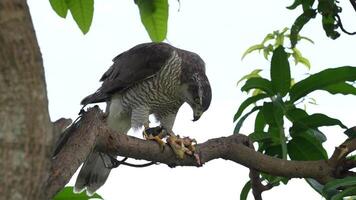A close up of Goshawk and Sparrowhawk living in nature with a sharp beak and piercing eyes, perched against a natural. The bird's detailed feathers and commanding presence embody essence of wildlife. video