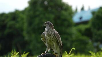 A close up of Goshawk and Sparrowhawk living in nature with a sharp beak and piercing eyes, perched against a natural. The bird's detailed feathers and commanding presence embody essence of wildlife. video