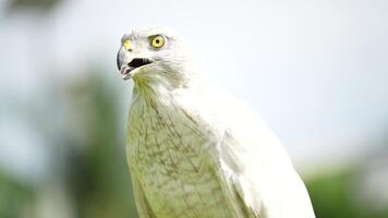 A close up of Goshawk and Sparrowhawk living in nature with a sharp beak and piercing eyes, perched against a natural. The bird's detailed feathers and commanding presence embody essence of wildlife. video