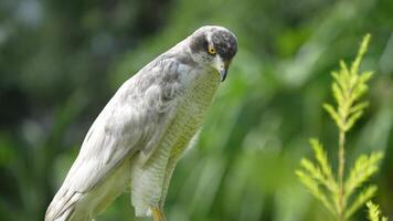 A close up of Goshawk and Sparrowhawk living in nature with a sharp beak and piercing eyes, perched against a natural. The bird's detailed feathers and commanding presence embody essence of wildlife. video
