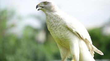 A close up of Goshawk and Sparrowhawk living in nature with a sharp beak and piercing eyes, perched against a natural. The bird's detailed feathers and commanding presence embody essence of wildlife. video