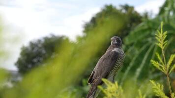 A close up of Goshawk and Sparrowhawk living in nature with a sharp beak and piercing eyes, perched against a natural. The bird's detailed feathers and commanding presence embody essence of wildlife. video