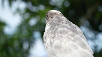 A close up of Goshawk and Sparrowhawk living in nature with a sharp beak and piercing eyes, perched against a natural. The bird's detailed feathers and commanding presence embody essence of wildlife. video