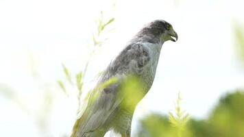 A close up of Goshawk and Sparrowhawk living in nature with a sharp beak and piercing eyes, perched against a natural. The bird's detailed feathers and commanding presence embody essence of wildlife. video