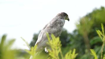 A close up of Goshawk and Sparrowhawk living in nature with a sharp beak and piercing eyes, perched against a natural. The bird's detailed feathers and commanding presence embody essence of wildlife. video