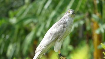 A close up of Goshawk and Sparrowhawk living in nature with a sharp beak and piercing eyes, perched against a natural. The bird's detailed feathers and commanding presence embody essence of wildlife. video