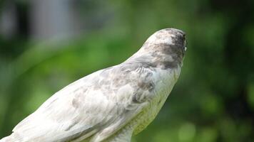 A close up of Goshawk and Sparrowhawk living in nature with a sharp beak and piercing eyes, perched against a natural. The bird's detailed feathers and commanding presence embody essence of wildlife. video