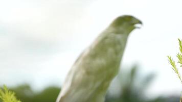 A close up of Goshawk and Sparrowhawk living in nature with a sharp beak and piercing eyes, perched against a natural. The bird's detailed feathers and commanding presence embody essence of wildlife. video