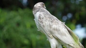 A close up of Goshawk and Sparrowhawk living in nature with a sharp beak and piercing eyes, perched against a natural. The bird's detailed feathers and commanding presence embody essence of wildlife. video