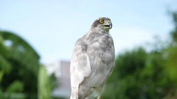 A close up of Goshawk and Sparrowhawk living in nature with a sharp beak and piercing eyes, perched against a natural. The bird's detailed feathers and commanding presence embody essence of wildlife. video