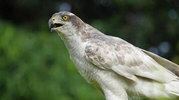 A close up of Goshawk and Sparrowhawk living in nature with a sharp beak and piercing eyes, perched against a natural. The bird's detailed feathers and commanding presence embody essence of wildlife. video